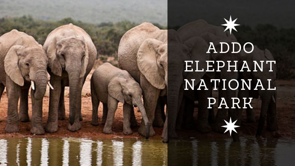 Addo Elephant National Park which is one of the best affordable holiday destinations in South Africa