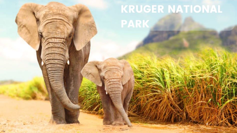 Image of Kruger National Park in South Africa