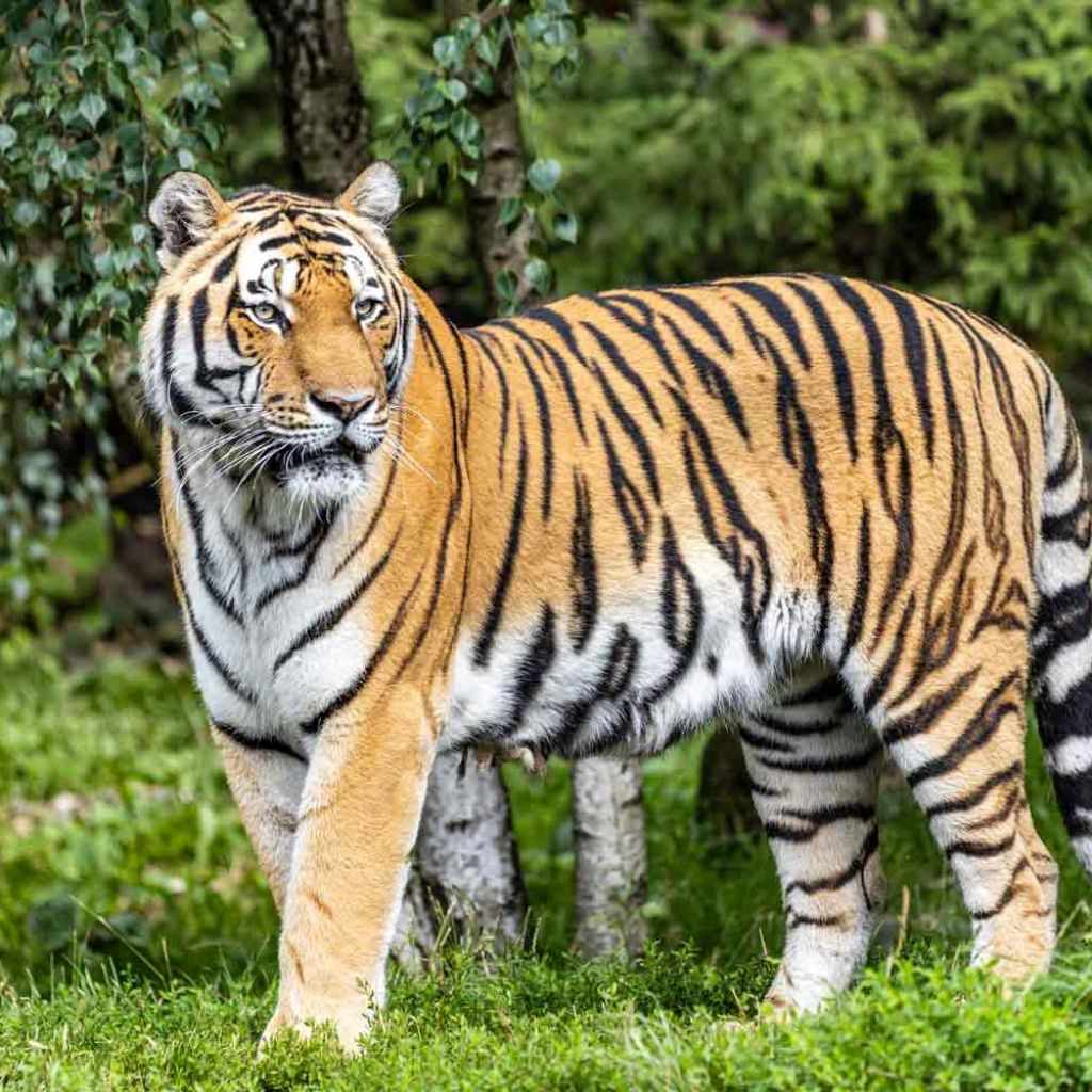 Tiger in Kgalagadi Transfrontier Park
