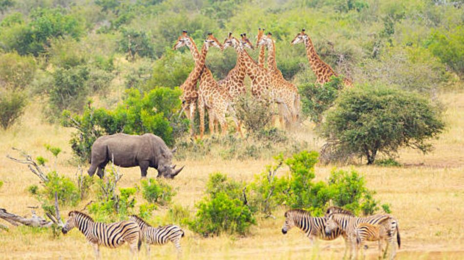 Image from Kruger National Park