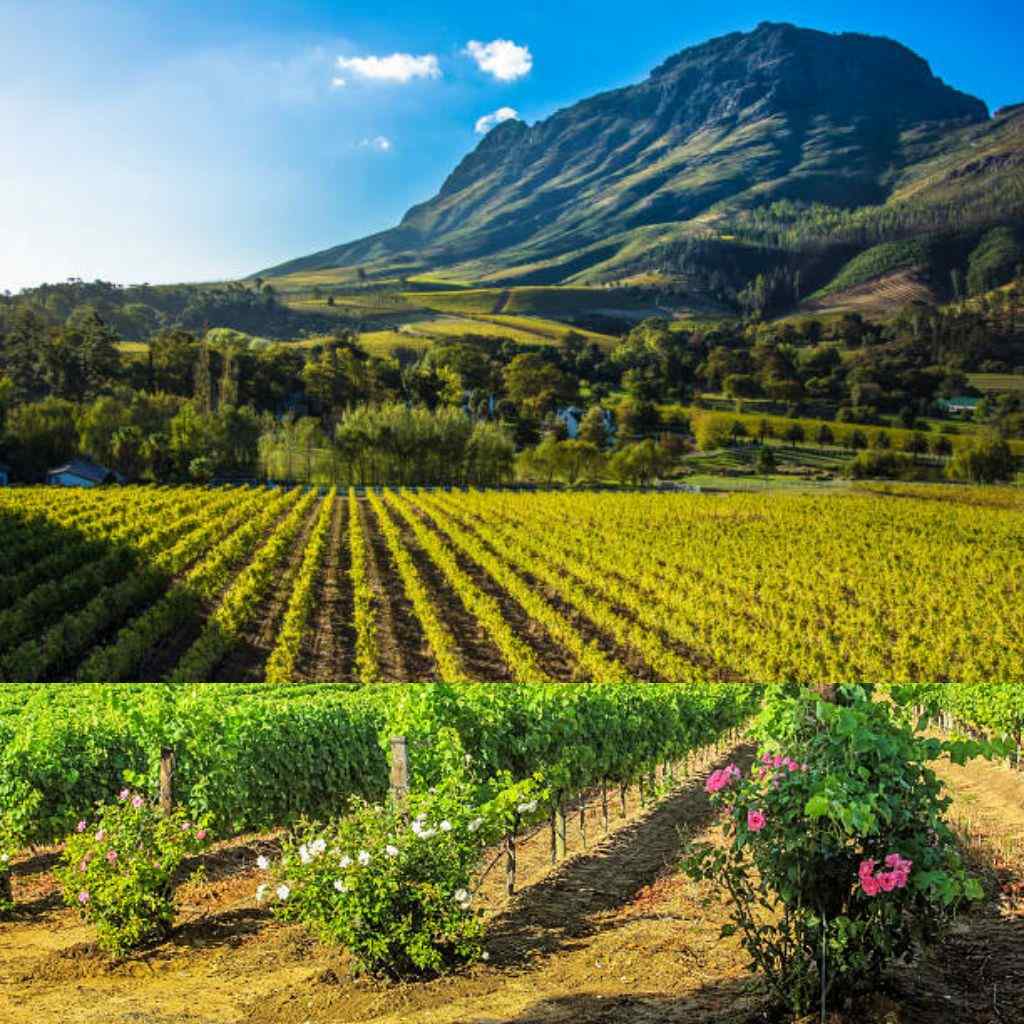 Images from Stellenbosch Vineyards In South Africa