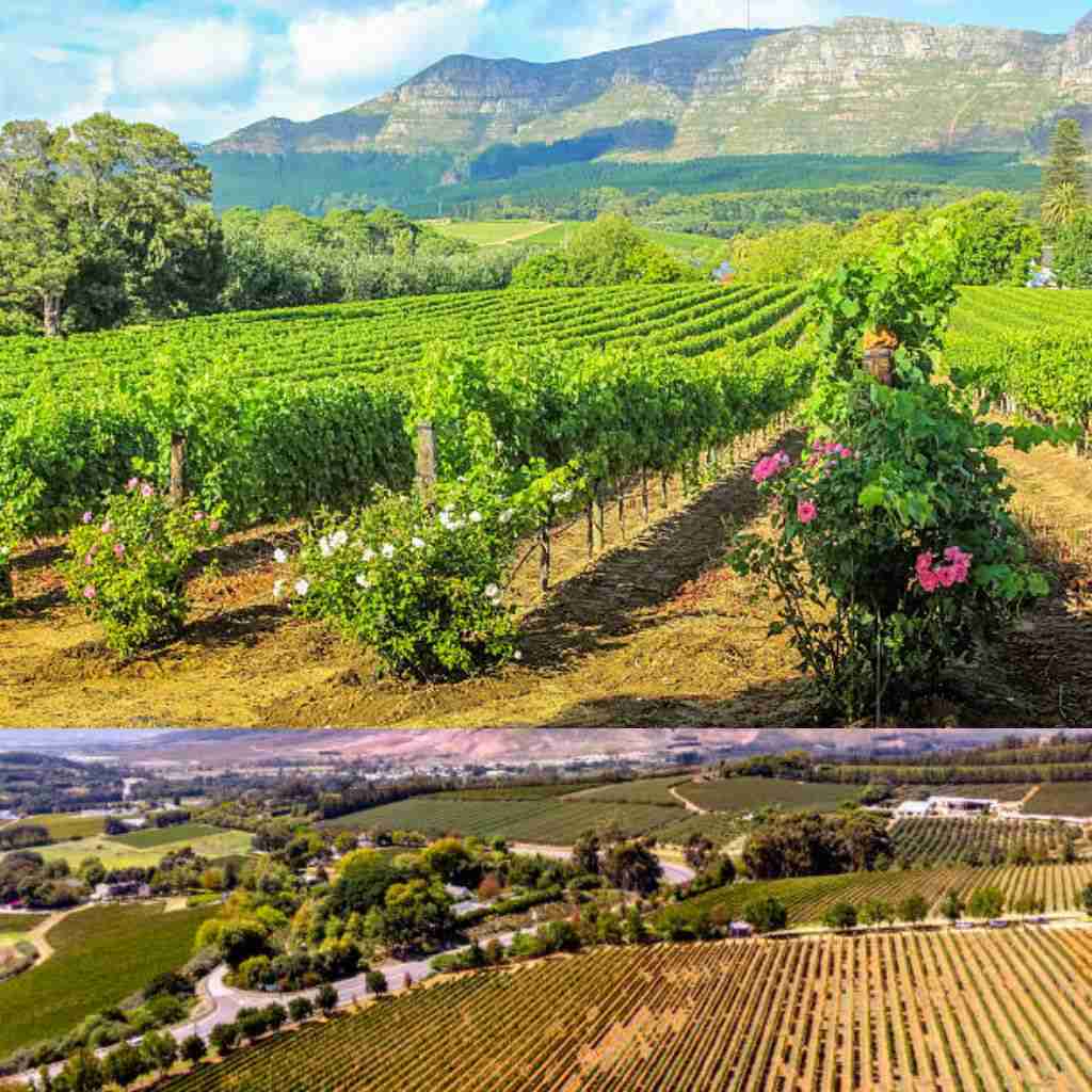 Images from Stellenbosch Vineyards In South Africa